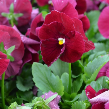 Viola x wittrockiana Spring Matrix™ 'Rose' (050857)