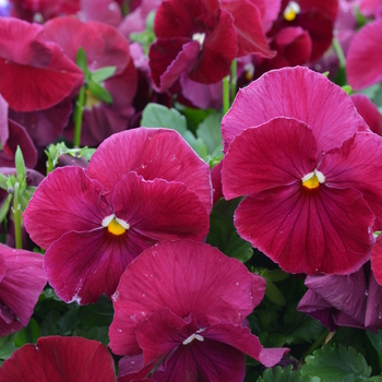 Viola x wittrockiana Spring Matrix™ 'Rose' (050858)