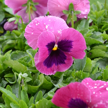 Viola x wittrockiana Spring Matrix™ 'Rose Blotch' (050862)