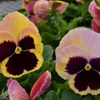 Viola x wittrockiana Spring Matrix™ 'Sunrise' (050866)