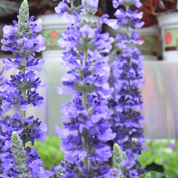 Salvia longispicata x farinacea 'Mystic Spires' (050875)