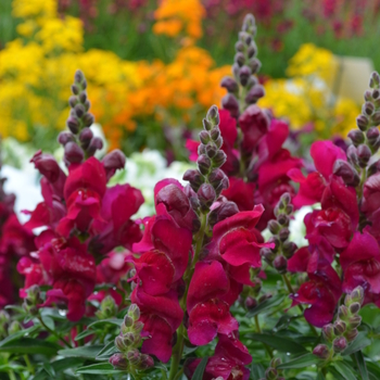 Antirrhinum majus Snapshot™ Burgundy '' (050876)