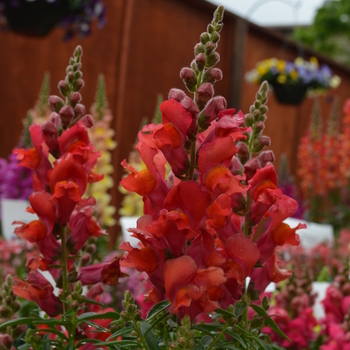 Antirrhinum majus Snapshot™ 'Orange' (050877)