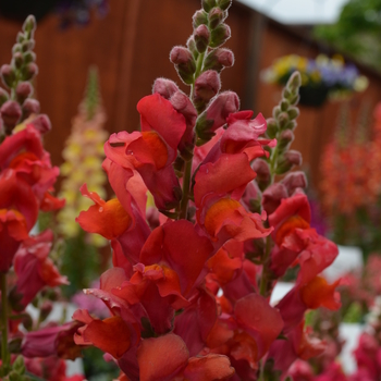 Antirrhinum majus Snapshot™ 'Orange' (050878)