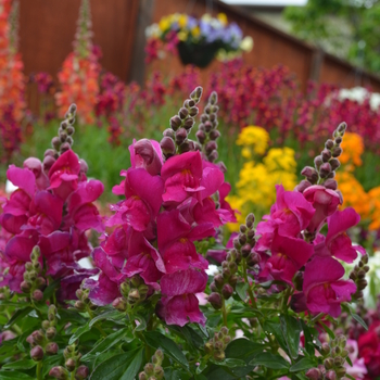 Antirrhinum majus Snapshot™ 'Purple' (050882)