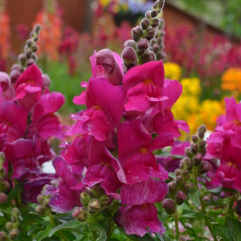 Antirrhinum majus Snapshot™ 'Purple' (050883)