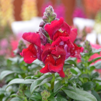 Antirrhinum majus Snapshot™ 'Red' (050884)