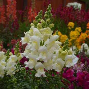 Antirrhinum majus Snapshot™ 'White' (050887)