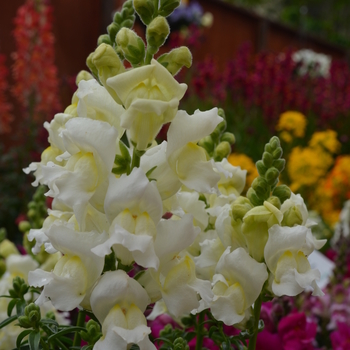 Antirrhinum majus Snapshot™ 'White' (050888)