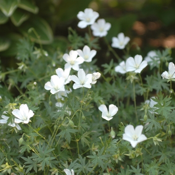 Geranium maculatum '' (050940)