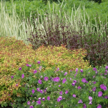 Geranium sanguineum '' (050947)