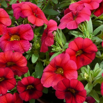 Calibrachoa Calipetite™ 'Red' (050948)