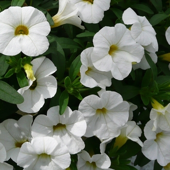 Calibrachoa Calipetite™ 'White' (050950)