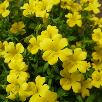 Mecardonia procumbens 'Magic Carpet™' (050957)