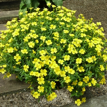 Mecardonia procumbens 'Magic Carpet™' (050958)