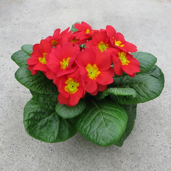 Primula acaulis 'Daniella Copper' (050973)