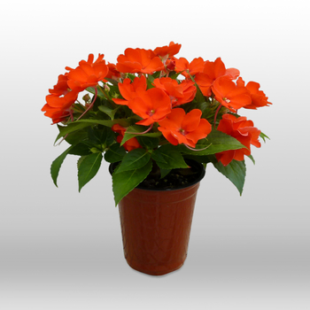 Impatiens SunPatiens® '' (050983)