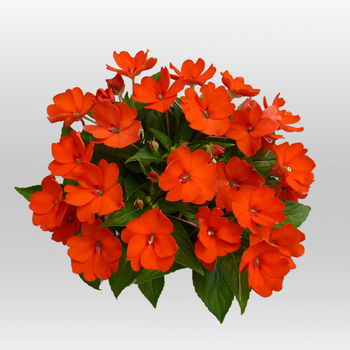 Impatiens SunPatiens® '' (050984)