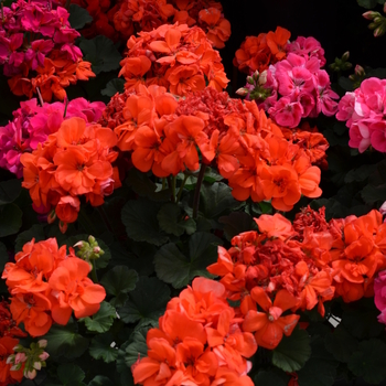 Pelargonium x hortorum Presto™ 'Dark Salmon' (050995)