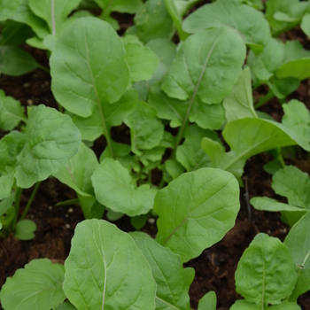 Arugula sativa 'Adagio' (051001)