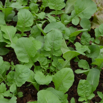 Arugula sativa 'Adagio' (051002)