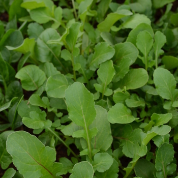 Arugula sativa 'Adagio' (051003)