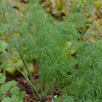 Anethum graveolens 'Dukat' (051006)