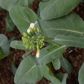 Brassica oleracea 'Green Lance' (051008)