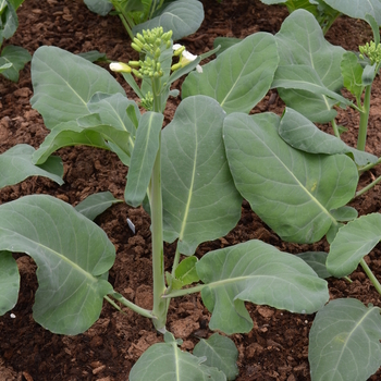 Brassica oleracea 'Green Lance' (051009)