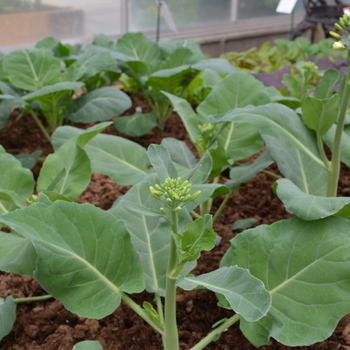 Brassica oleracea 'Green Lance' (051010)