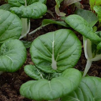 Brassica 'Toy Choy F1' (051013)