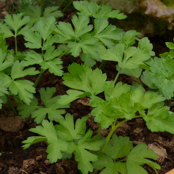 Petroselinum crispum var. neapolitanum 'Dark Green Italian' (051014)