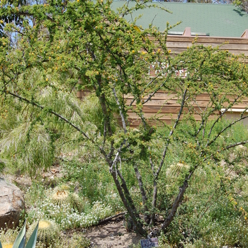 Acacia constricta '' (051025)