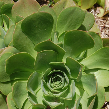 Aeonium urbicum 'Dinner Plate' (051032)