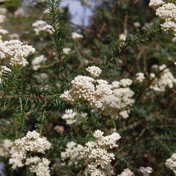 Anigozanthos flavidus '' (051038)