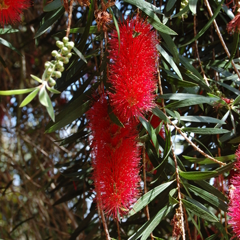 Callistemon 'Kings Park' (051048)