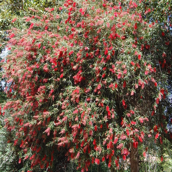 Callistemon 'Kings Park' (051050)