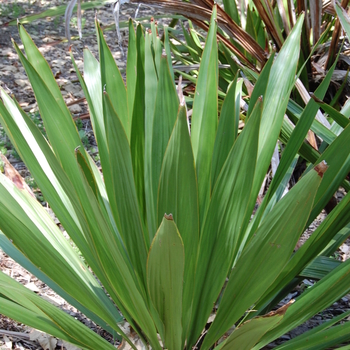 Doryanthes palmeri '' (051058)