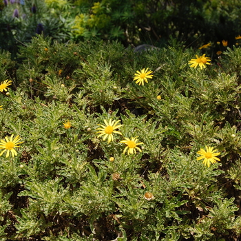 Euryops 'Purfled' (051064)