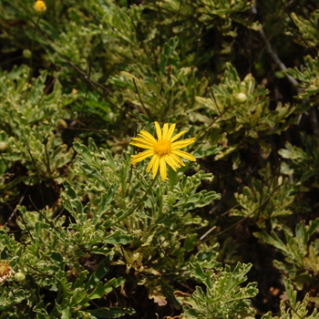 Euryops 'Purfled' (051065)