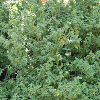 Barleria obtusa '' (051094)