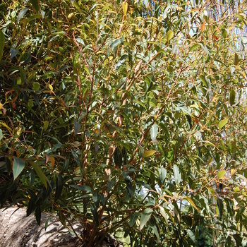 Corymbia ficifolia '' (051098)