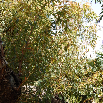 Corymbia ficifolia '' (051099)