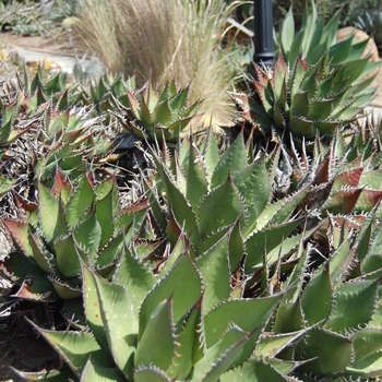 Agave shawii '' (051112)