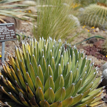 Agave victoria-reginae '' (051114)