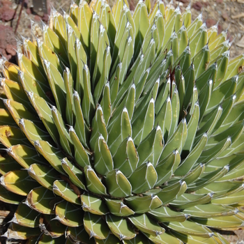 Agave victoria-reginae '' (051115)