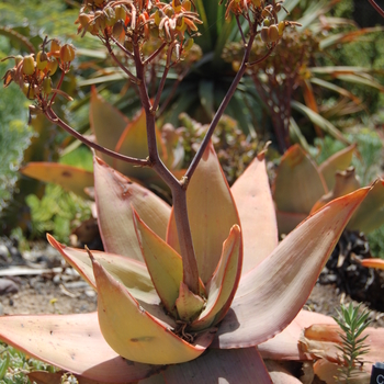 Aloe striata '' (051130)