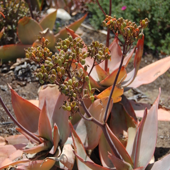 Aloe striata '' (051131)