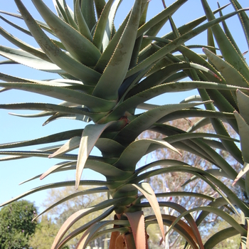 Aloe barberae x dichotoma 'Hercules' (051148)