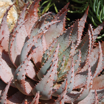 Aloe peglerae '' (051152)